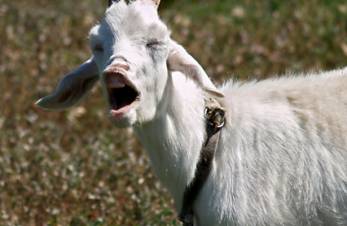 Քաղցած այծը ԱՄՆ-ում կերել է ոստիկանների փաստաթղթերը