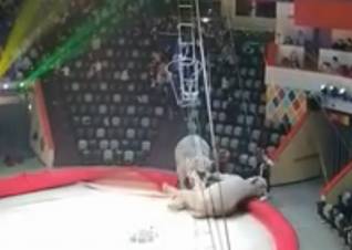 Ներկայացումն ավարտվել է փղերի իրական կռվով