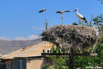 Շիրակցիները զարմացած են․ երամով արագիլներ են հայտնվել