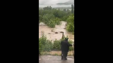 Բագրատաշենցին վտանգելով իր կյանքը փրկել է իր կովերին